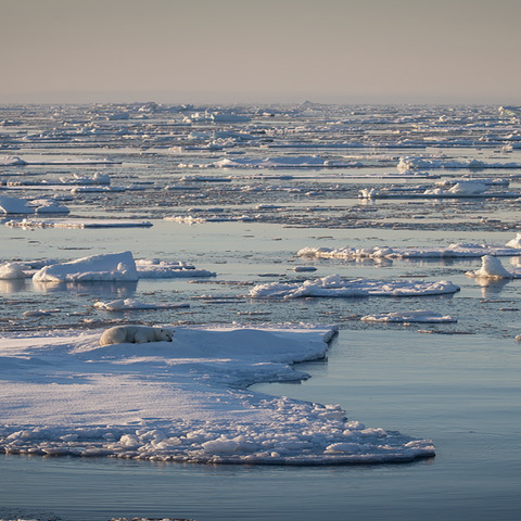 IMG_5358 seule sur la banquise carré